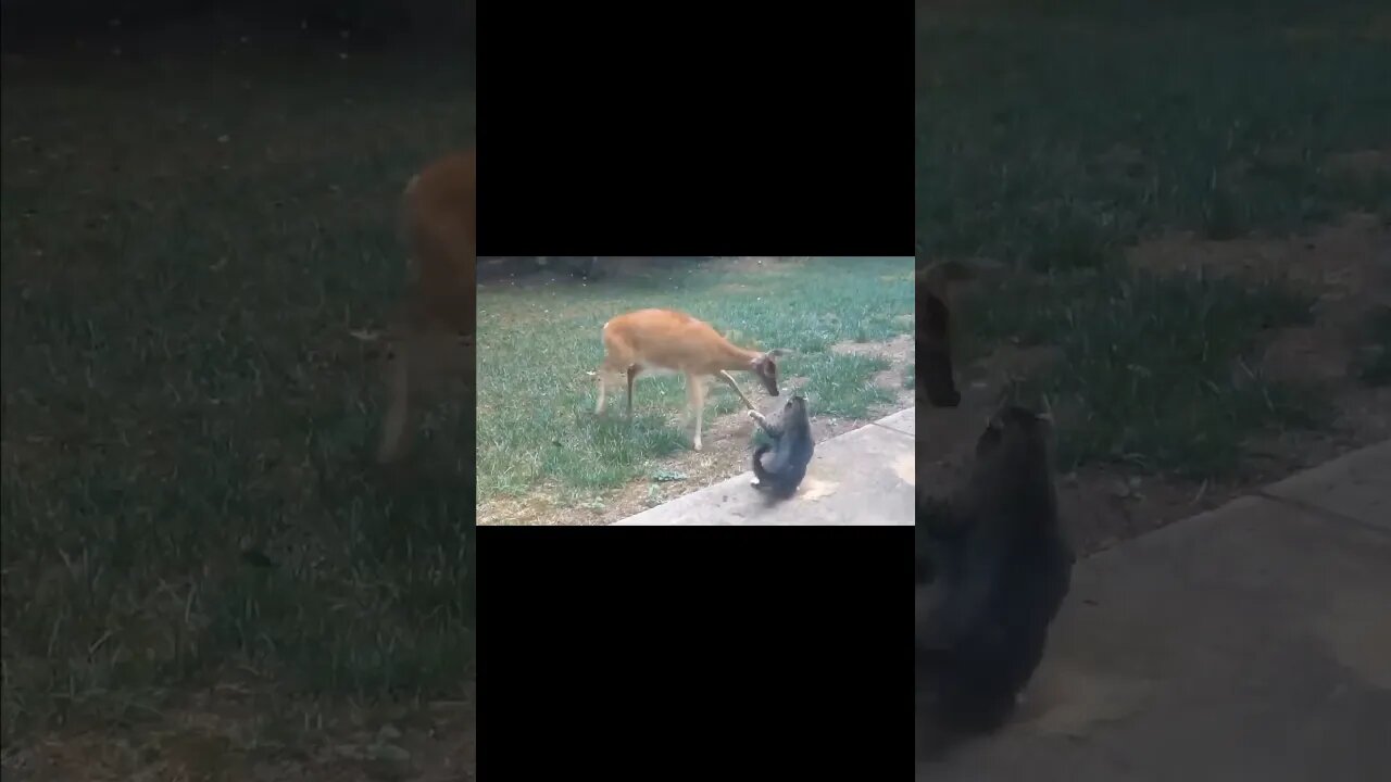 My Cat is Fearless.... #shorts #cats #funny #deer #like