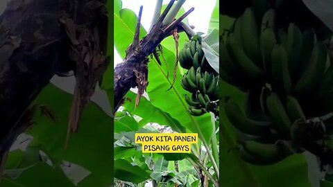 cek pisang di kebun gays