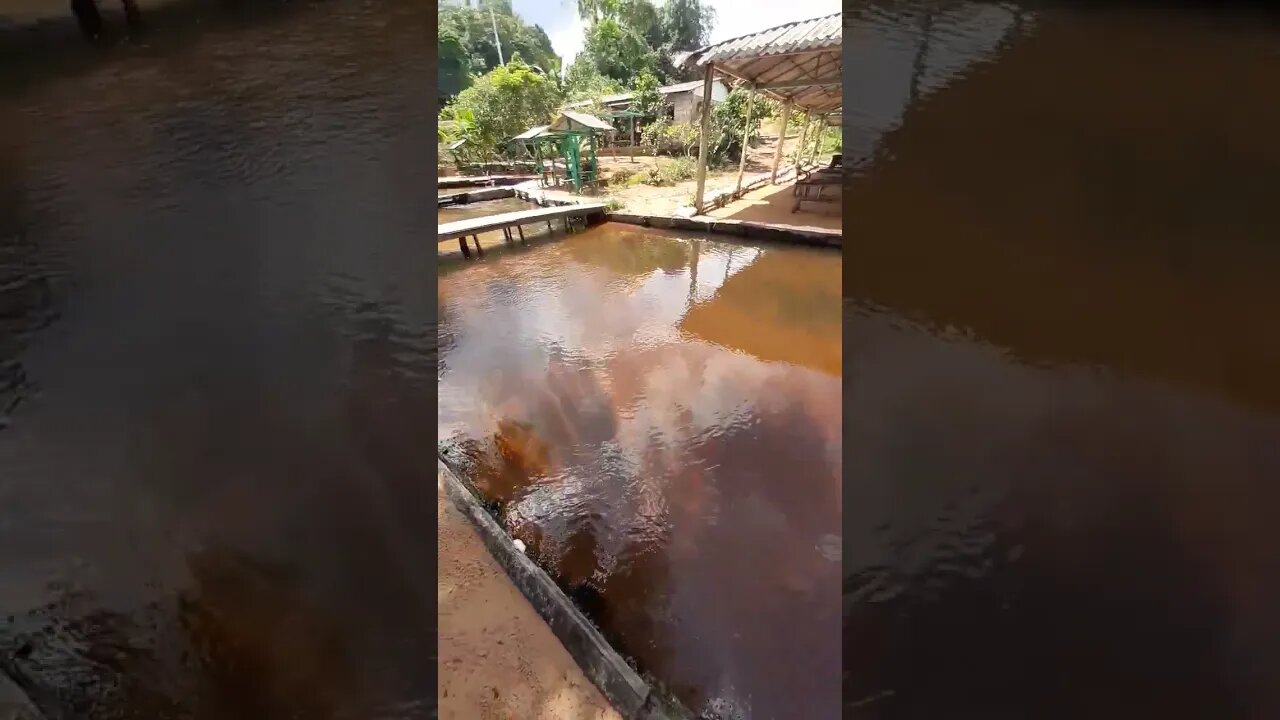 Ramal do Jandira AM