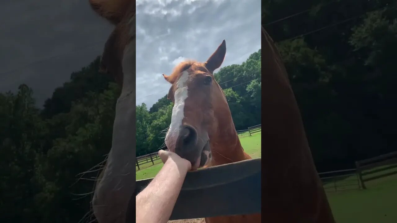 Horsing around