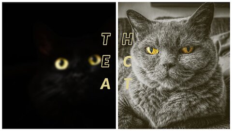Retro cat
