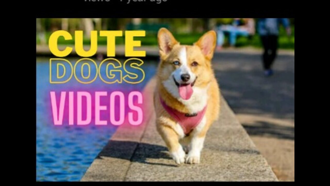 20 HD Cute Dogs Videos | Free Stock Footage (No Copyright, Royalty-Free Clips) #dogvideos