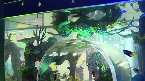 'Tanked' sets up new aquarium in Zappos nap room