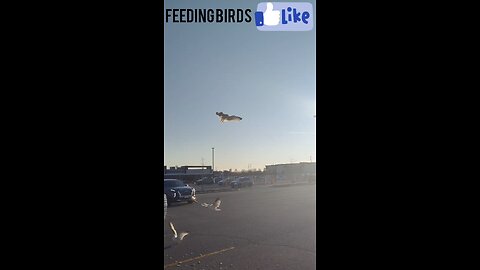 Feeding Brids