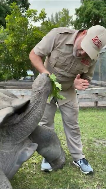 Giant Aldabra Tortoise High Five 🖐 🐢