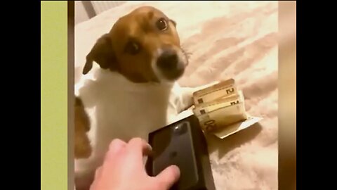 cute and funny dogs