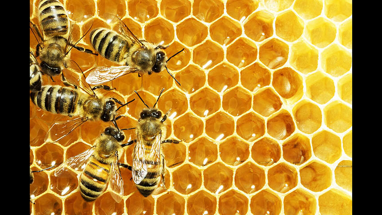 Honey Benefits That Will Transform Your Health