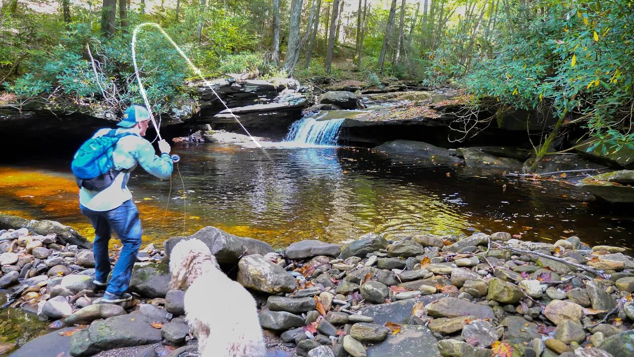 Creek Fishing for Beautiful Trout!! (Fall Trout Fishing)