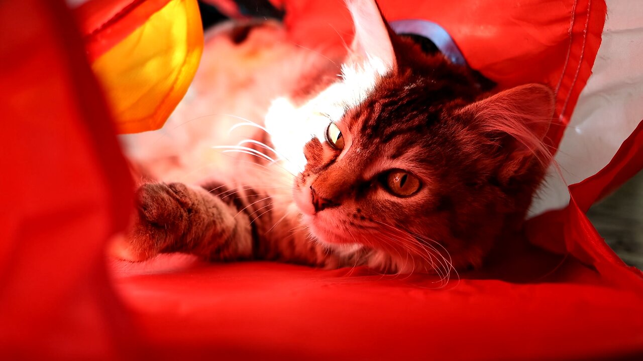 Leia Playing with Tent Toy