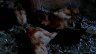 Chick Update 11/3/2020