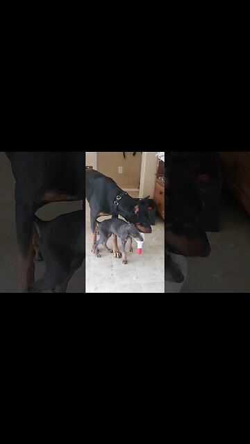 "GIVE ME BACK MY DODKA BOTTLE!"🤣🐕❤️ #dobermanpuppy #dobermanlove #dobermanpinscher #doberman #dobie
