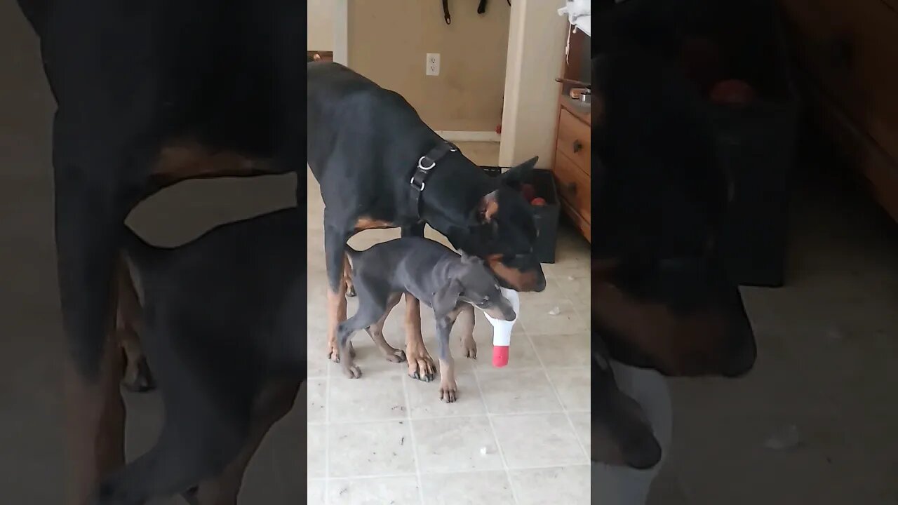 "GIVE ME BACK MY DODKA BOTTLE!"🤣🐕❤️ #dobermanpuppy #dobermanlove #dobermanpinscher #doberman #dobie