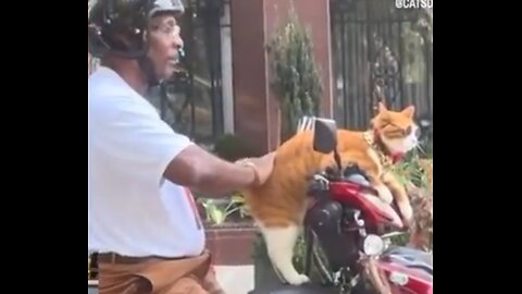 Biker Cat and a Pizza Dog.