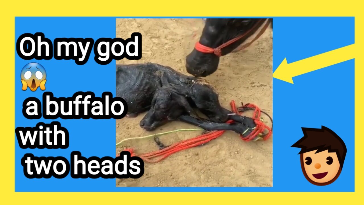 😱😱 This buffalo has two heads 🙀🙀 you had never seen before this type of buffalo