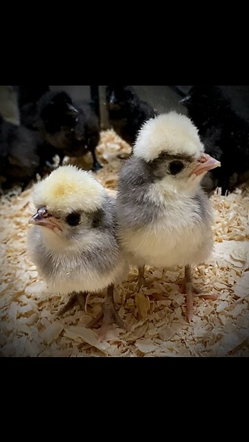 Polish Chicks