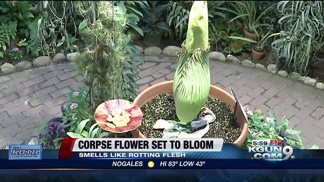 Corpse flower set to bloom in Tucson Botanical Gardens