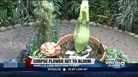 Corpse flower set to bloom in Tucson Botanical Gardens