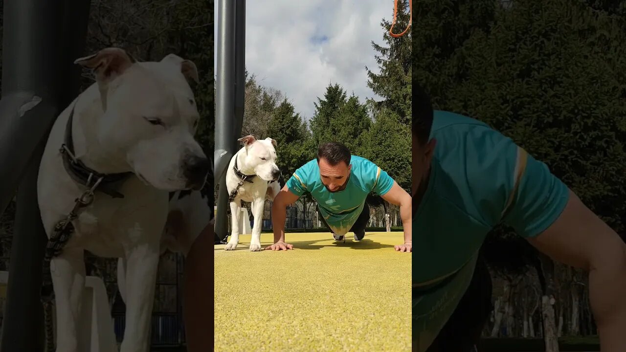 Do I have a good defender? What do you think? #shortvideo #motivational #workout #amstaffstyle