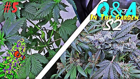 Q&A | In The Garden | Season 2 Episode 5