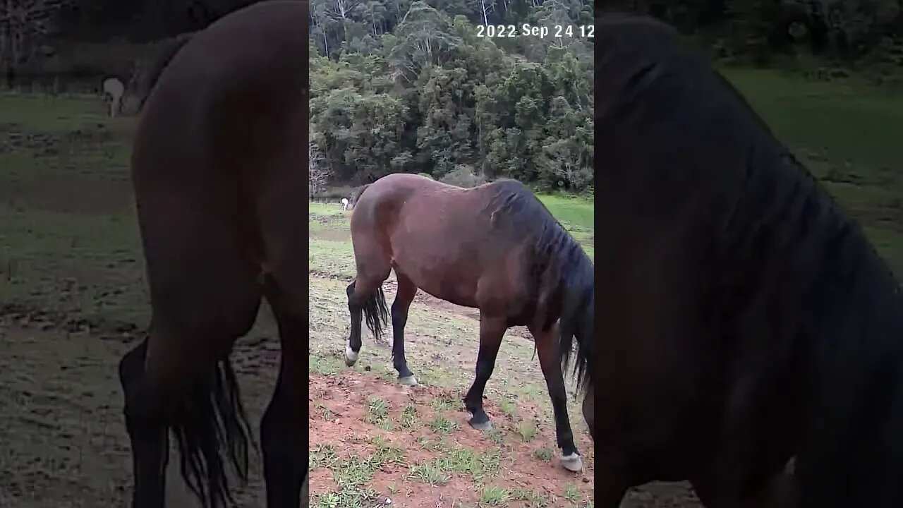 The secret lives of horses