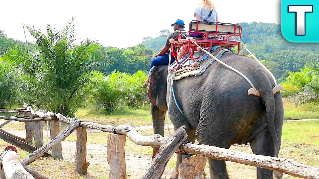 Why Elephant Riding is Bad