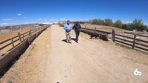 My Idaho: The life of an Emmett Sheep Rancher