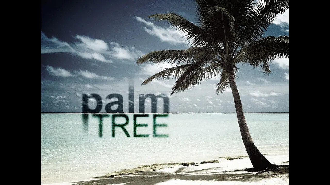 Palm Tree - Vladimir Savchuk