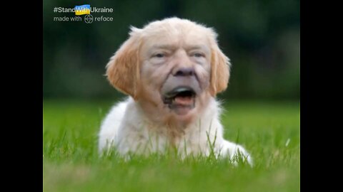The Ultimate Donald Trump Dog Meme! 🐶
