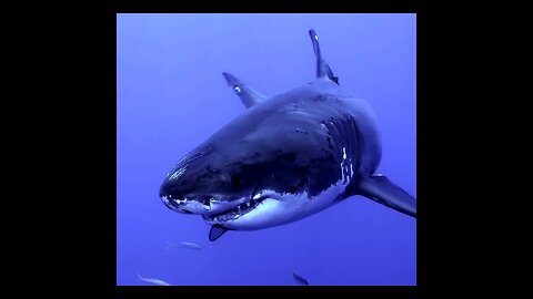 #𝐀𝐑𝐆𝐔𝐌𝐄𝐍𝐓 #230320_1432 @argumentchannel #Great #White #Shark #UK #Cornwall