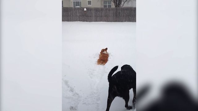 Cute Corgi Gets Stuck In The Snow