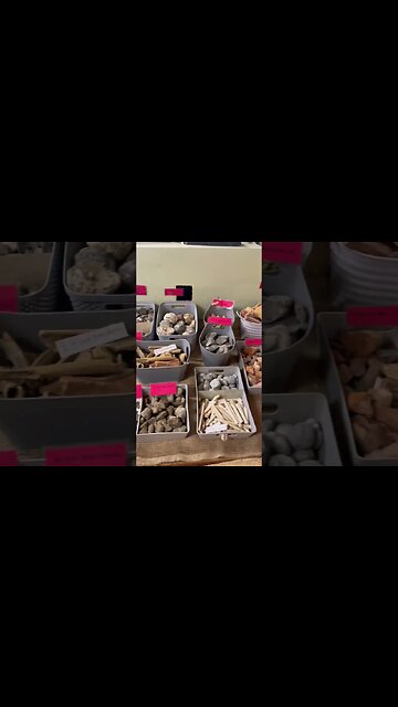 Lots of fabulous fossils for sale in Indiana Joes Fossil Store!