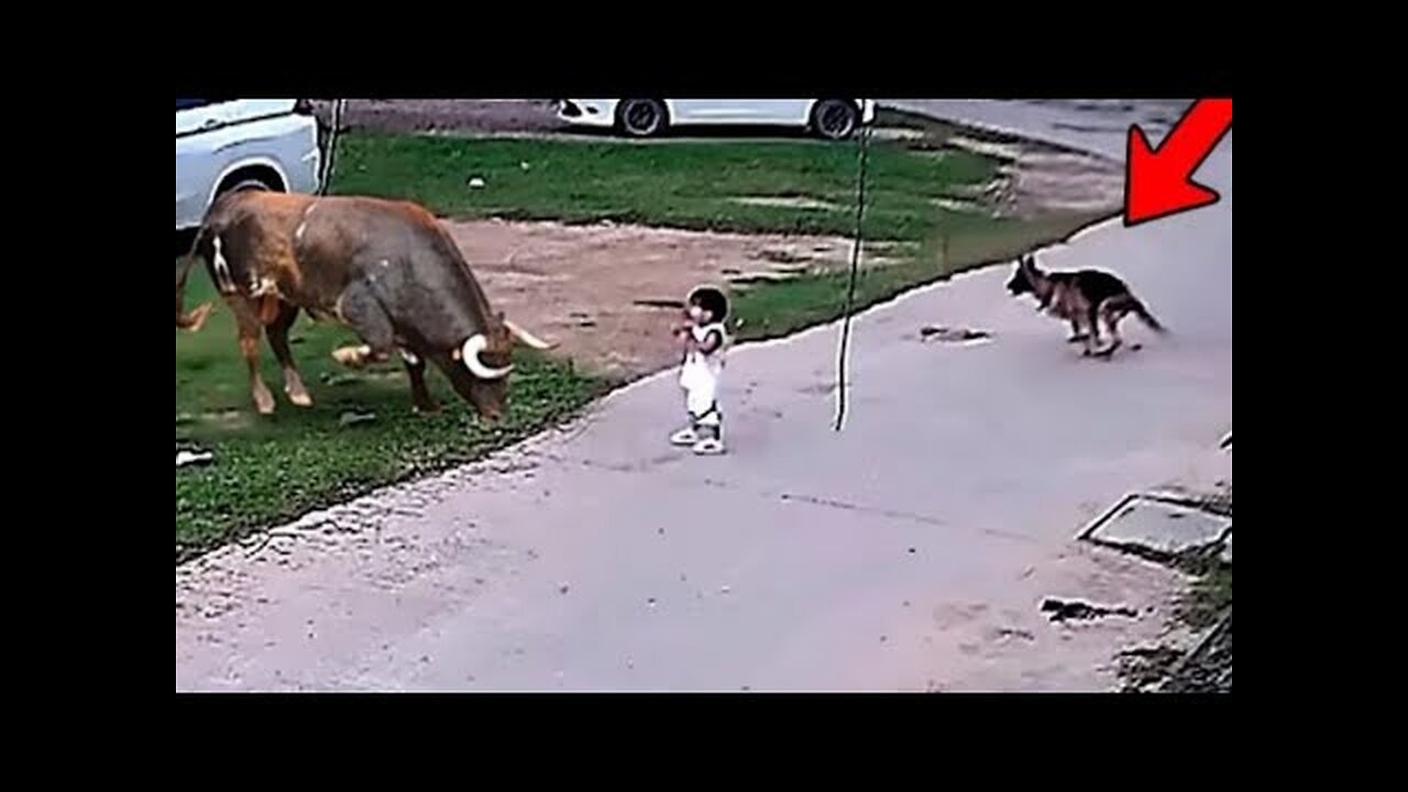 Dog Risked His Life to save His Girl..Real Hero Man's best friend