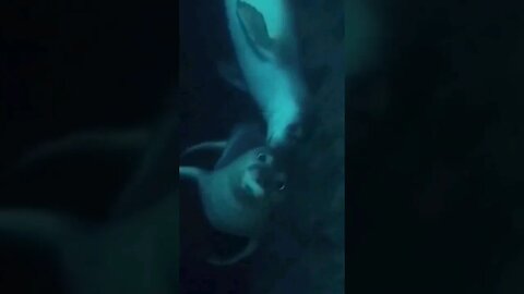 Fok mağaralarına dalış yapmayın! #shorts #akdenizfoku #seal