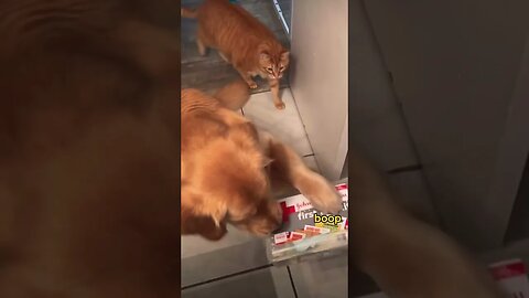 Showing my dog things he's never seen before🤪 #shorts #viral #dogdaily #doglover #cutedogs