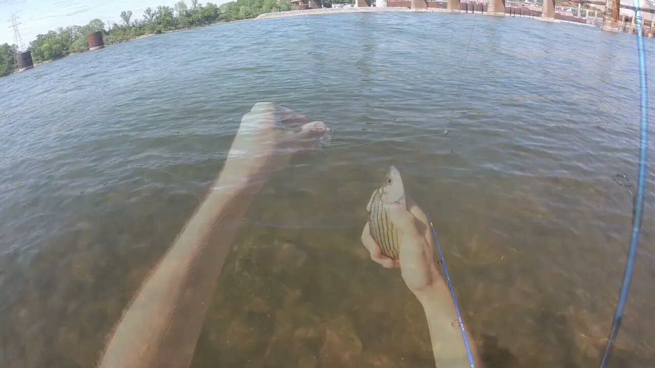 white bass on artificials