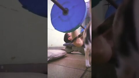 massacote aparece no treino kkkk #gatos #mascote #academia #treino #shorts #chaves