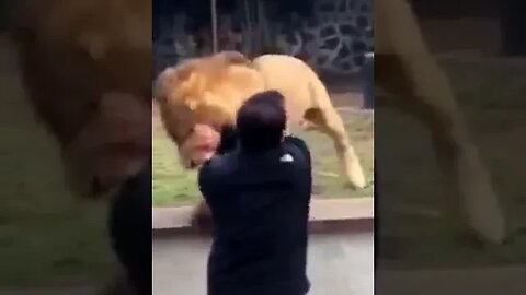 Lion Sees Her Ded After YEARS