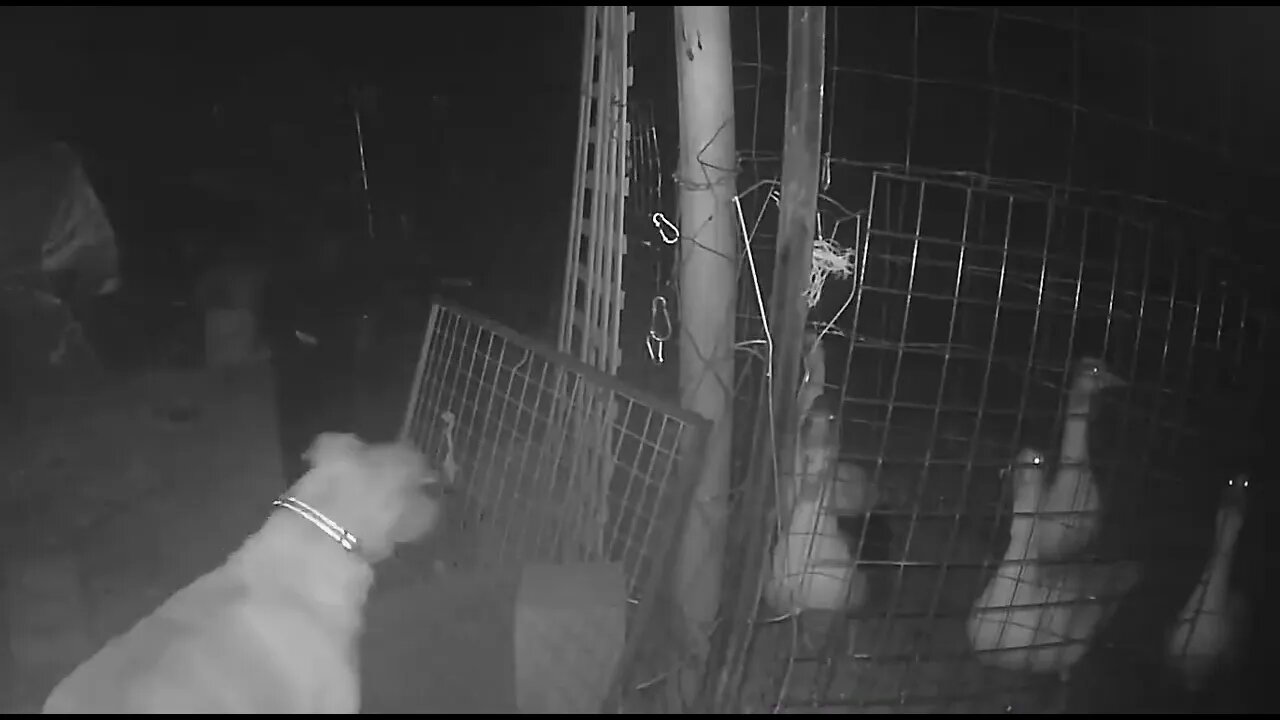 Moment between watch dog and geese at night