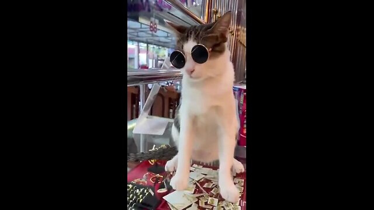 Cats an mangki funny videos 😃😃😃😃😃😃😃