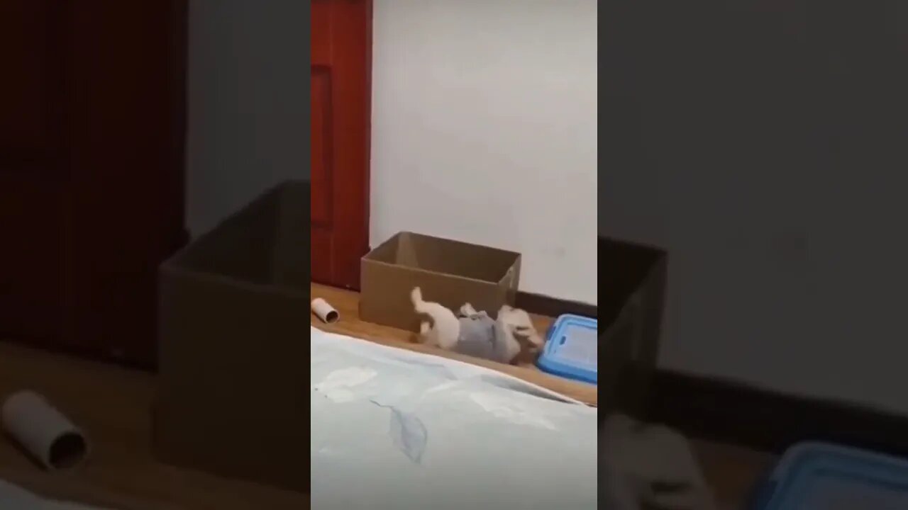 The struggle is realβ¦πππΆπ¦ #shorts #dog #tiktok #bulldog