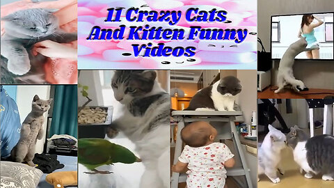11 Crazy Cat and Kitten Funny Videos