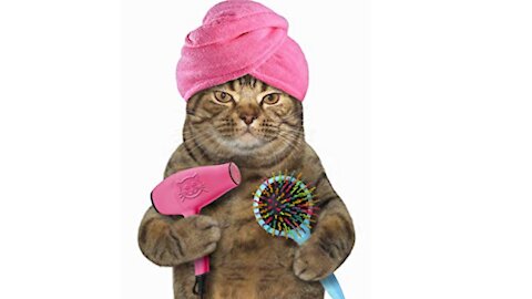 Funny Cats 😹 - Don't Try To Stop Laughing 🤣 - Funniest Cats Ever