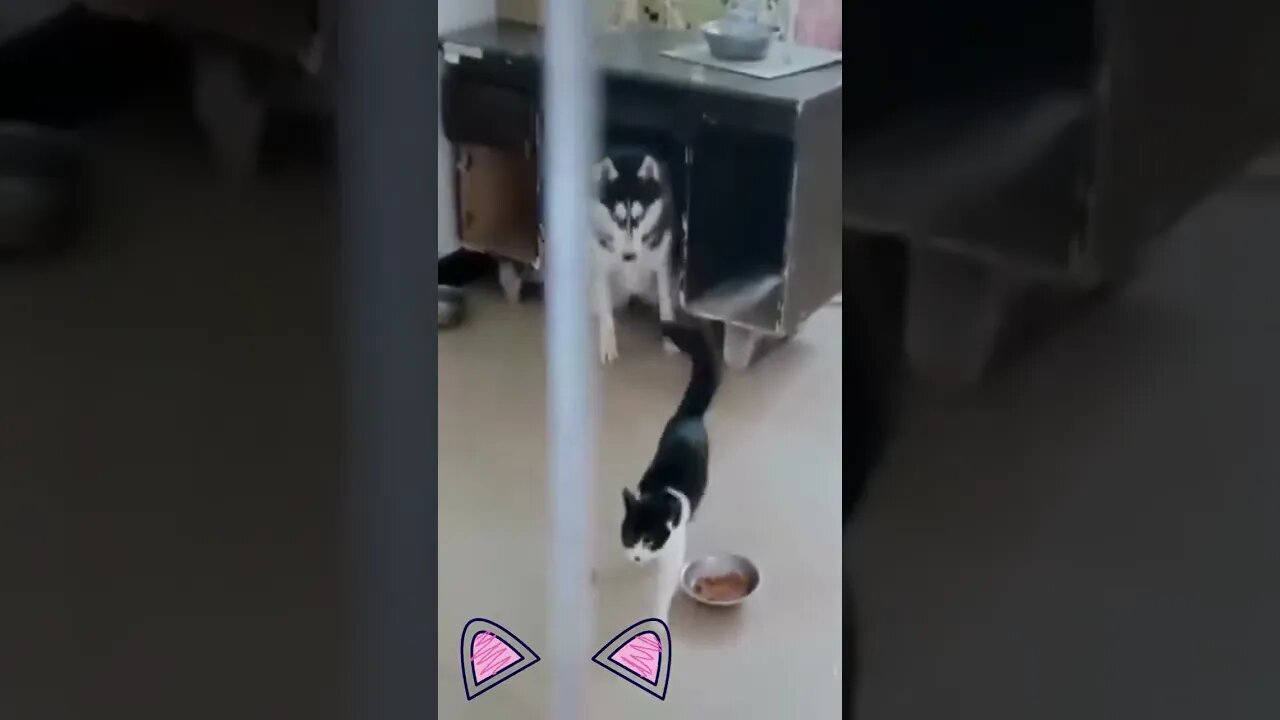 WHYY So cute 🥺😠The Cute & Funny Animals 35 #TheFunnySociety #shorts