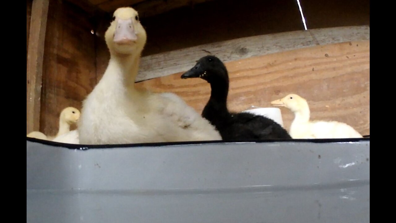 Almost a Full Grown Duck when you can Eat from The Top of the Feeder