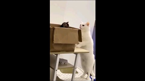 Funny animals act