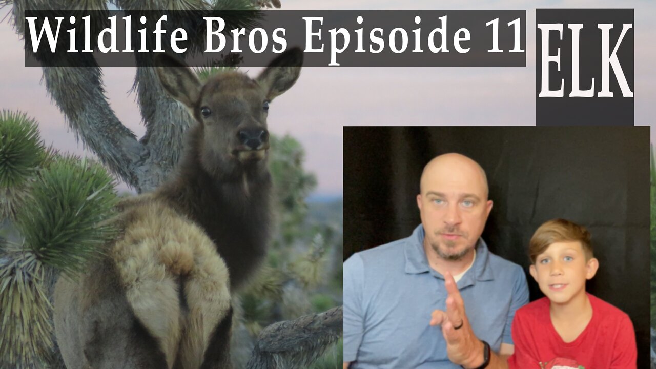 Wildlife Bros Episoide 11 Elk