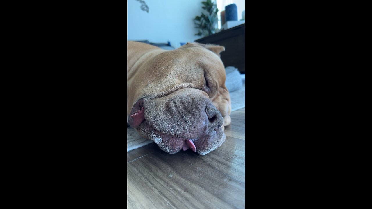 GIANT Pit Bull sticks tongue out & has craziest dreams! 🦁👅🥰