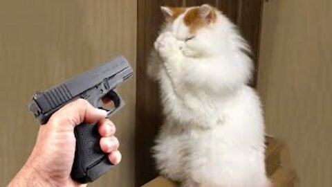Funny cat 😽 vs Gun 🔫 - Funny Animals 😂 playing dead on finger shot Compilation || Animal Gags