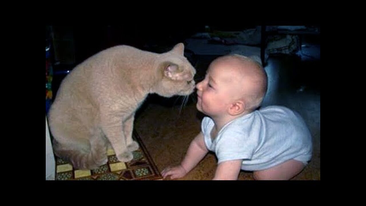 Babies Loves Cat's/Babies Fun With Cat's /funniest cat's
