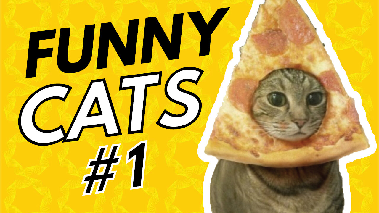 Funny Cats Compilation #1 - 😹 Try to hold your laugher with the Funniest and Cutest Cats 😹 | ccotww